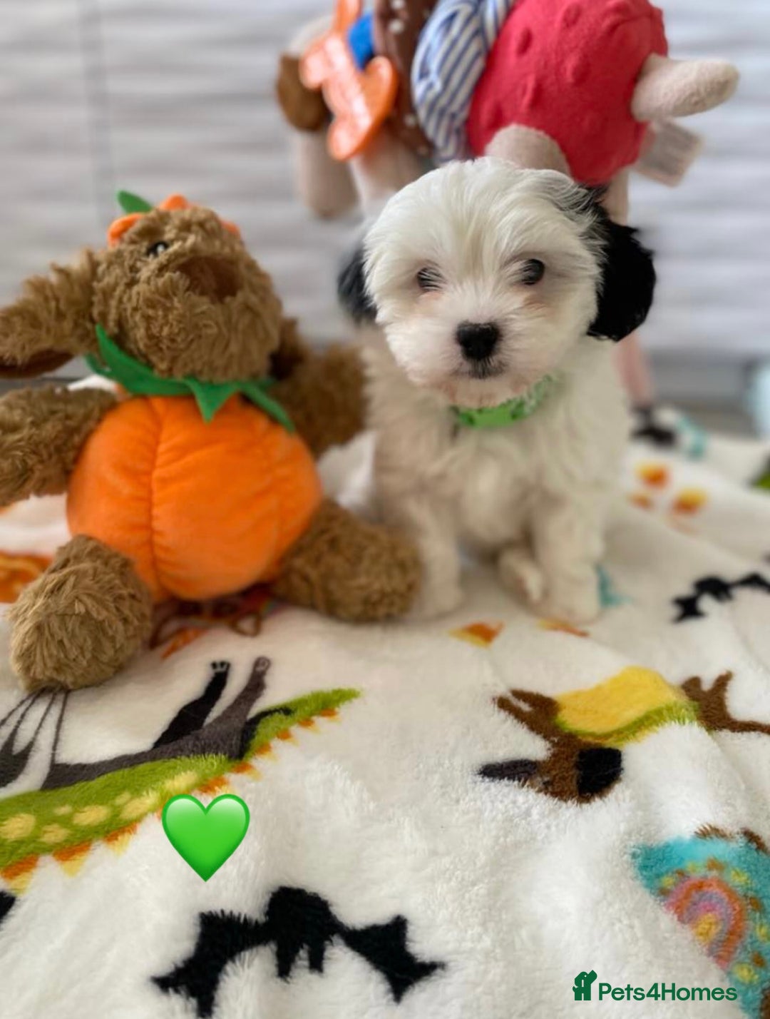 Malshi dogs for sale: Only 4 fantastic Malshi’s left - Image 2