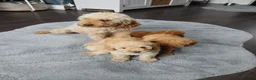 Miniature Poodle dogs for sale: Miniature poodle - Advert 1