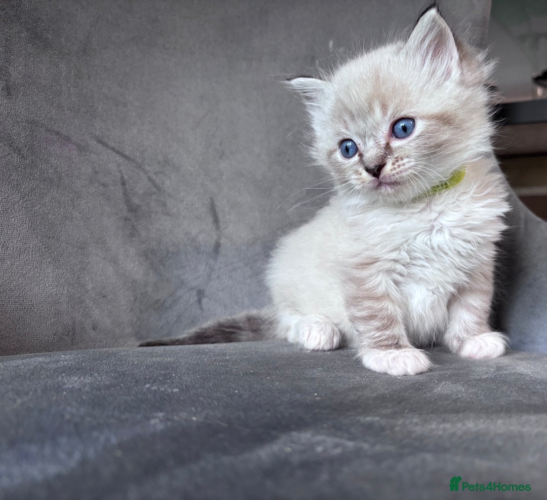 Ragdoll cats for stud: Gorgeous Ragdoll stud  - Image 8