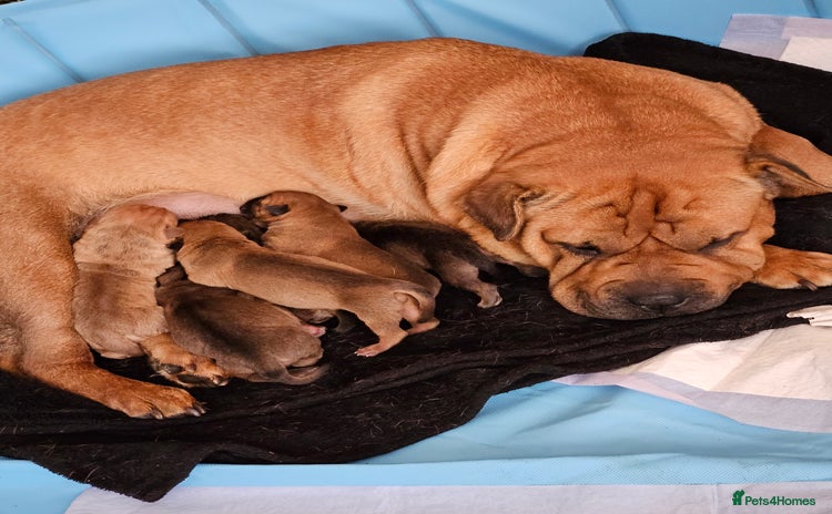 Shar Pei dogs - Advert 1