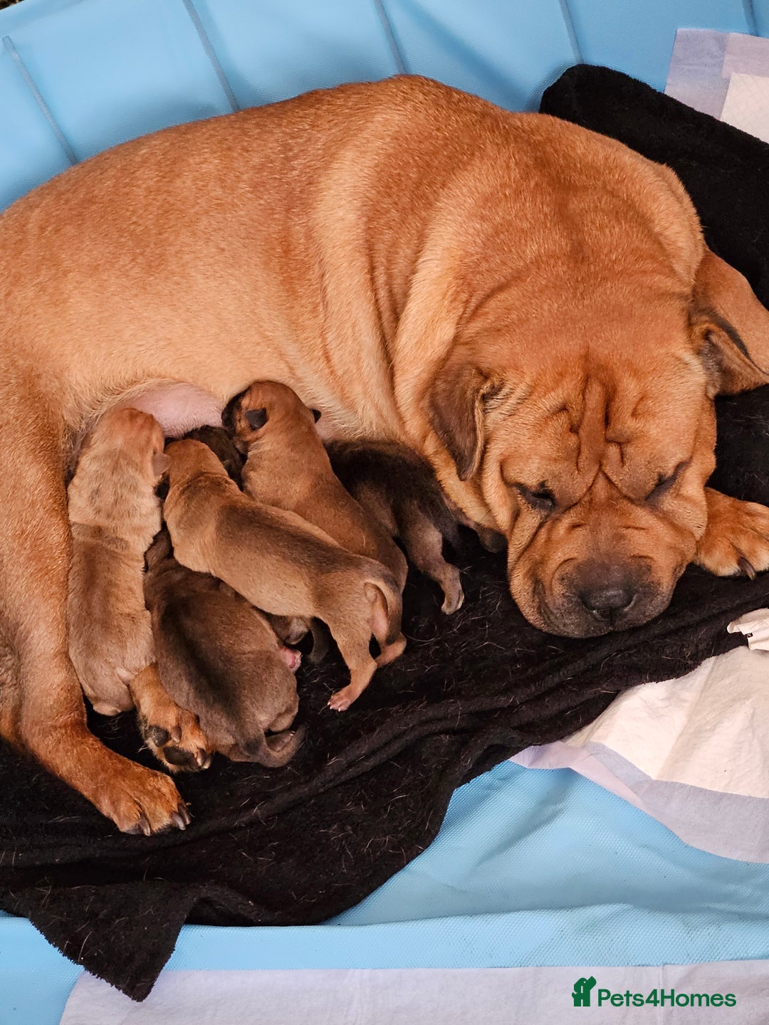Shar Pei dogs for sale: Shar Pei puppies  - Image 1