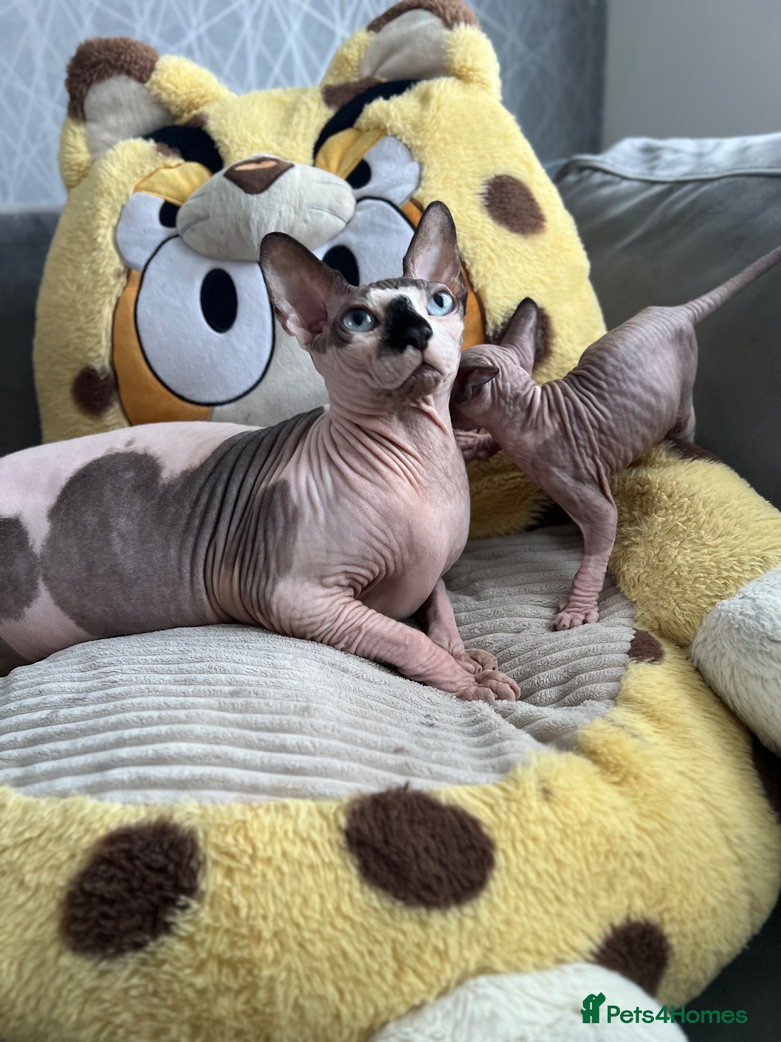 Sphynx cats Sphynx baby - Advert 1