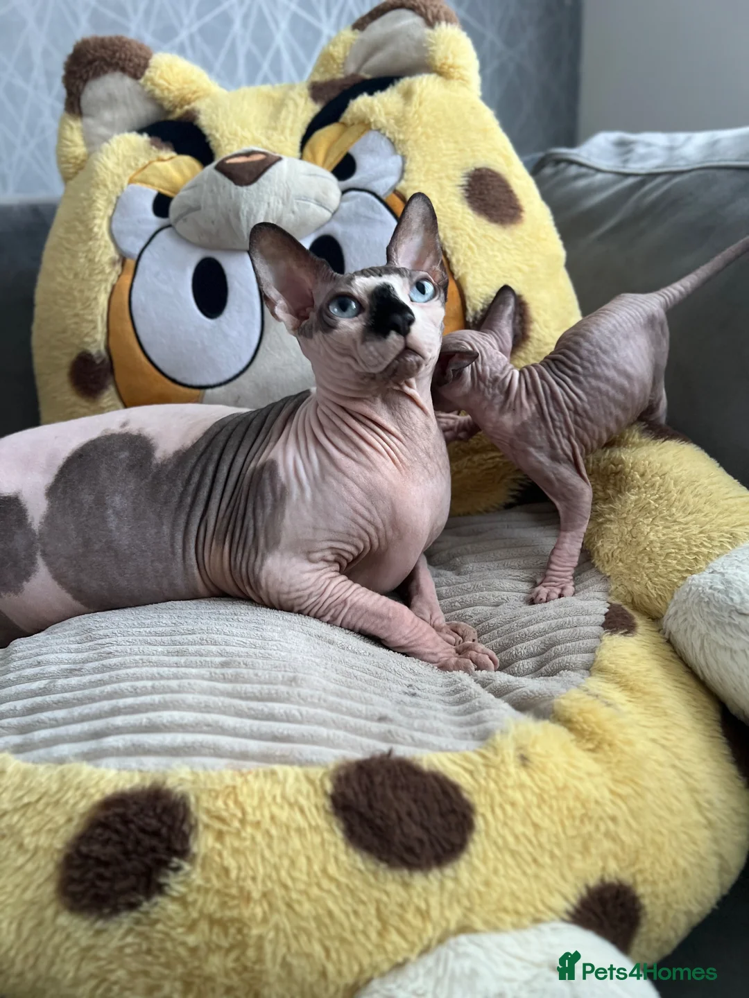Sphynx cats for sale: Sphynx baby - Advert 1