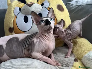 Sphynx cats Sphynx baby - Advert 1