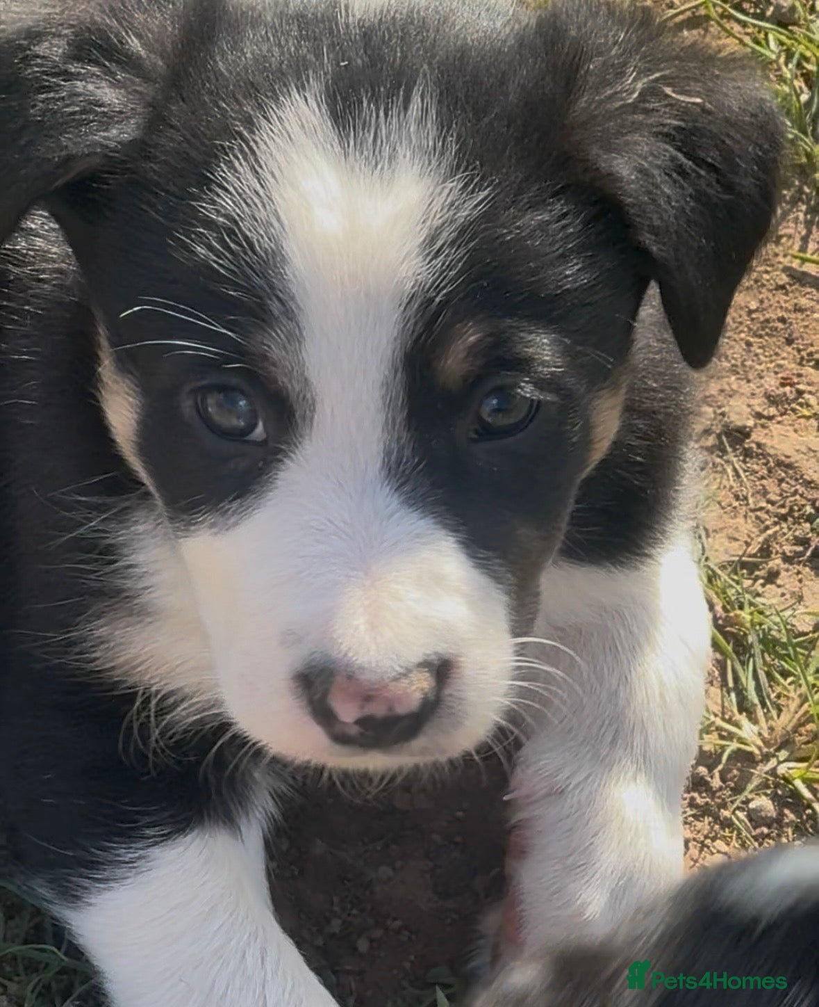 Border Collie dogs 5 adorable, gorgeous, lovable pups. - Advert 2