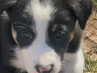 Border Collie dogs 5 adorable, gorgeous, lovable pups. - Advert 2