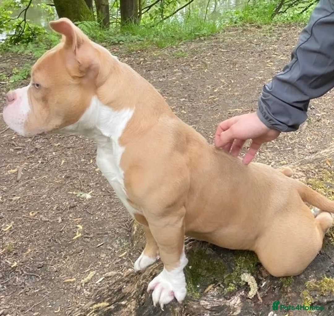 American Bully dogs for sale: Stunning 7 month old looking for her forever home - Advert 4