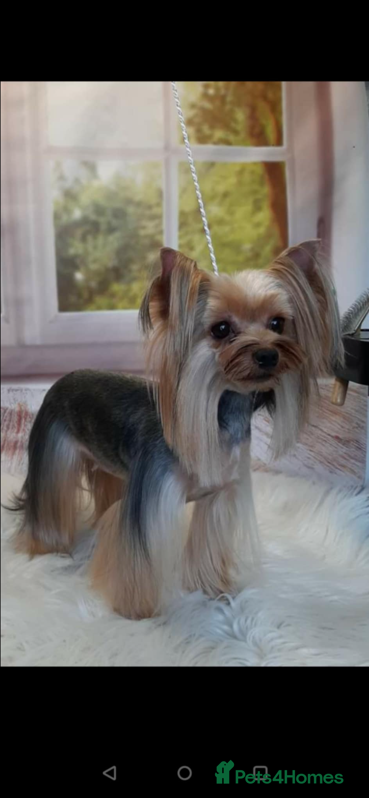 Yorkshire Terrier dogs Exceptional Male Yorkshire Terrier For Stud  - Advert 15