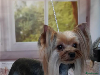 Yorkshire Terrier dogs Exceptional Male Yorkshire Terrier For Stud - Advert 5
