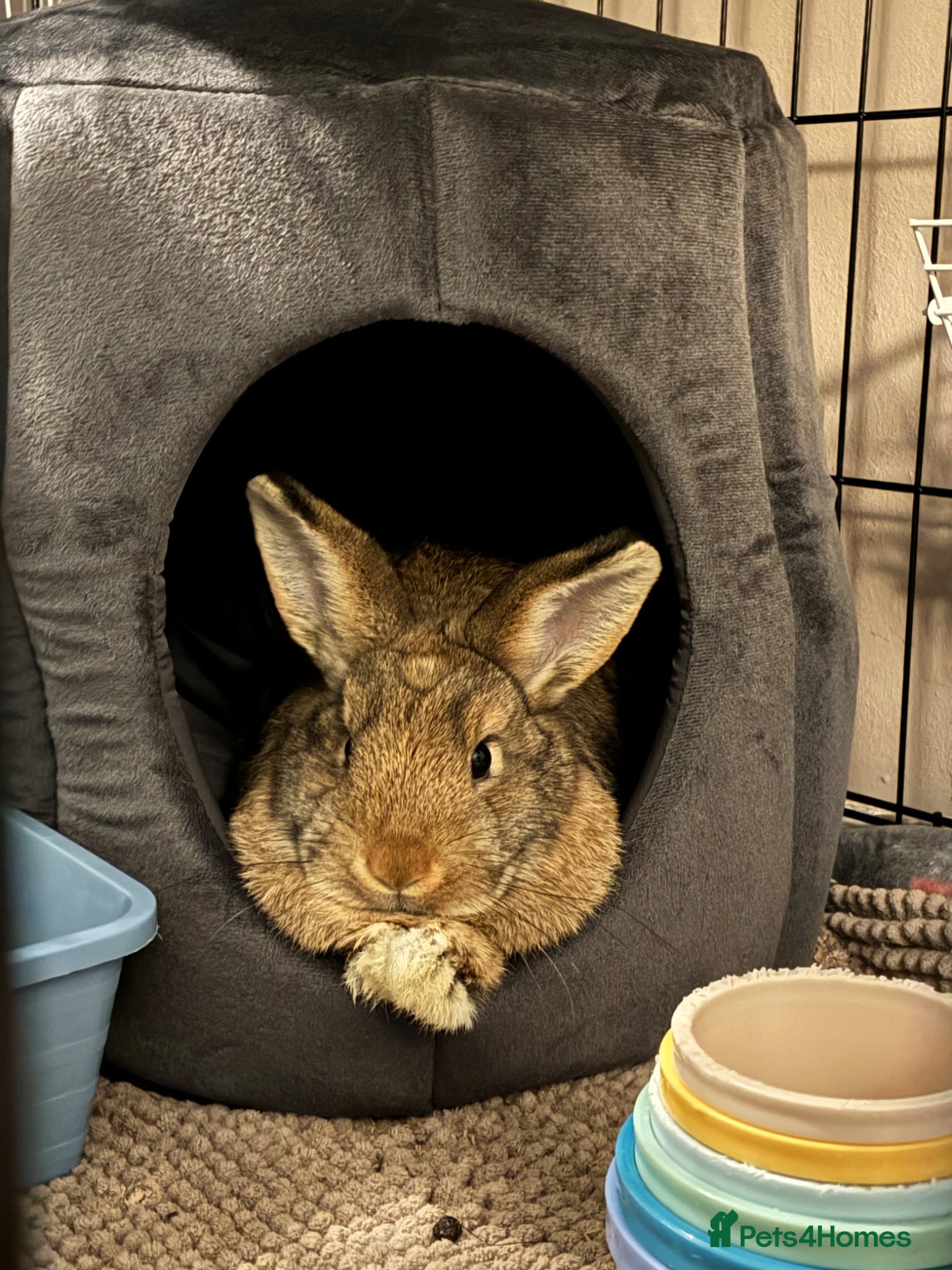 Guinea Pig rodents Female bunny for rehome  - Advert 1