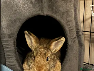 Guinea Pig rodents Female bunny for rehome - Advert 13