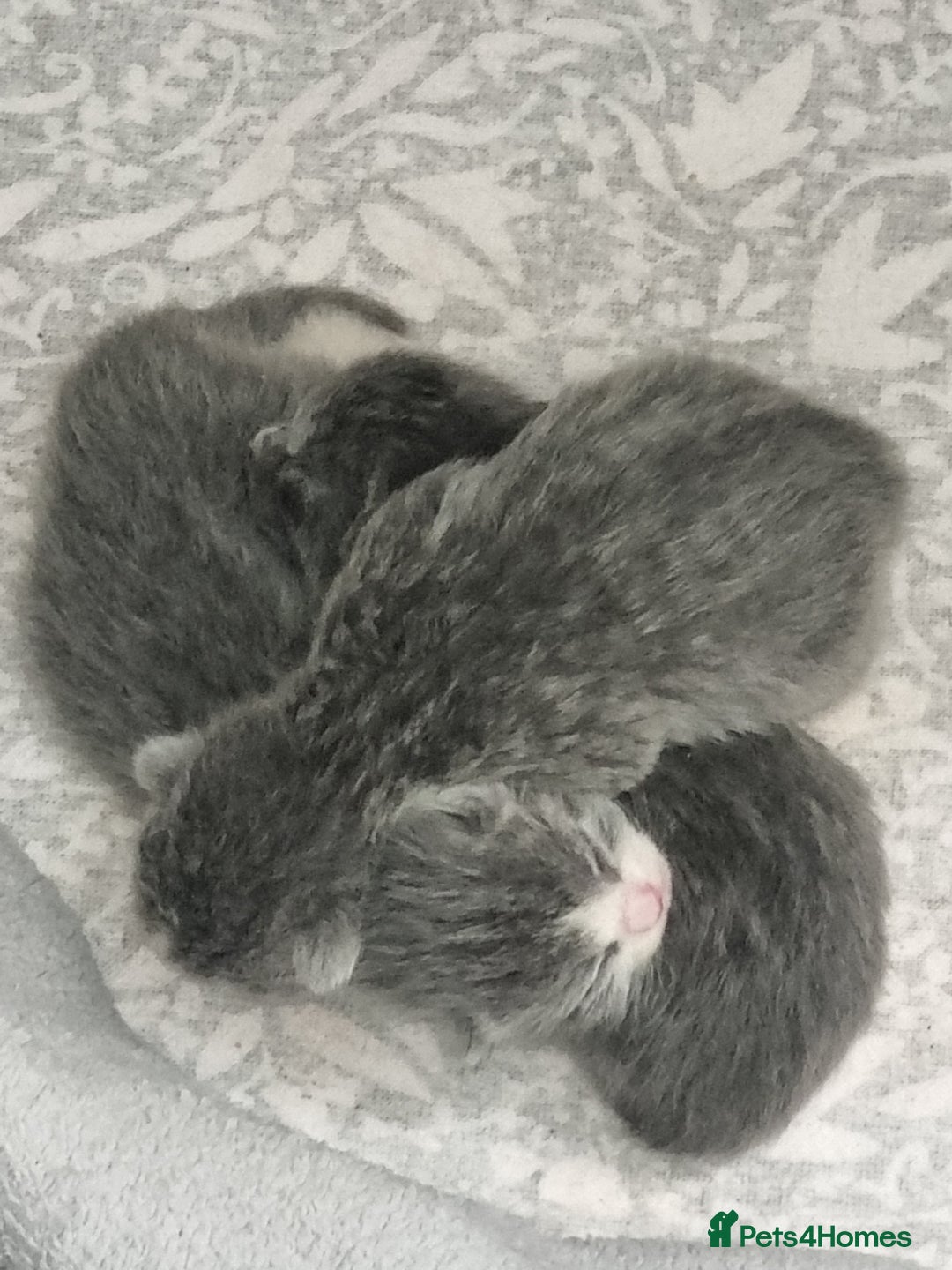 British Shorthair cats for sale: Adorable British Shorthair x Persian Kittens  - Image 6