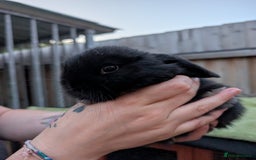 English Lop rabbits for sale: Baby Rabbits - Image 4