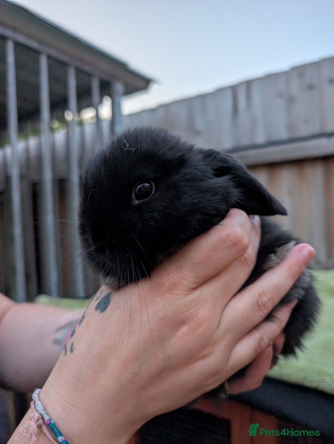 English Lop rabbits for sale: Baby Rabbits - Image 4