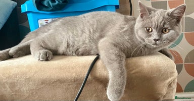 British Shorthair cats - Advert 2