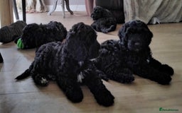 Cockapoo dogs for sale: Stunning litter of F1 Cockapoos - Image 6