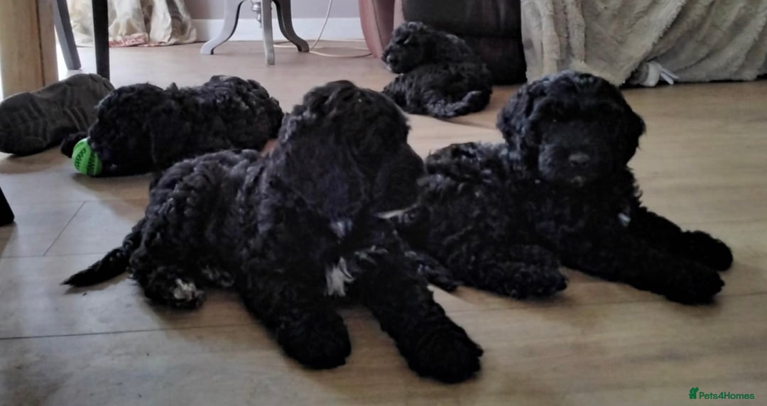 Cockapoo dogs for sale: Stunning litter of F1 Cockapoos - Image 6
