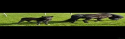 Miniature horses for sale: Falabella blend colt - Advert 16