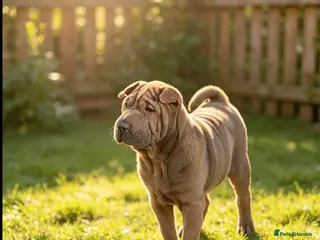 Shar Pei dogs Stunning Shar-Pei Puppies - Advert 1