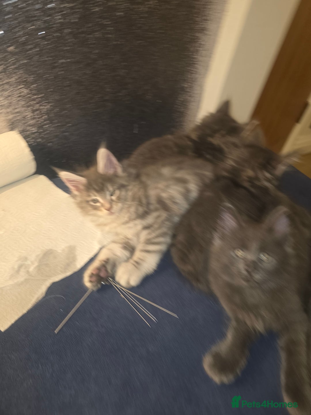 Maine Coon cats for sale: Maine Coon kittens  - Advert 13