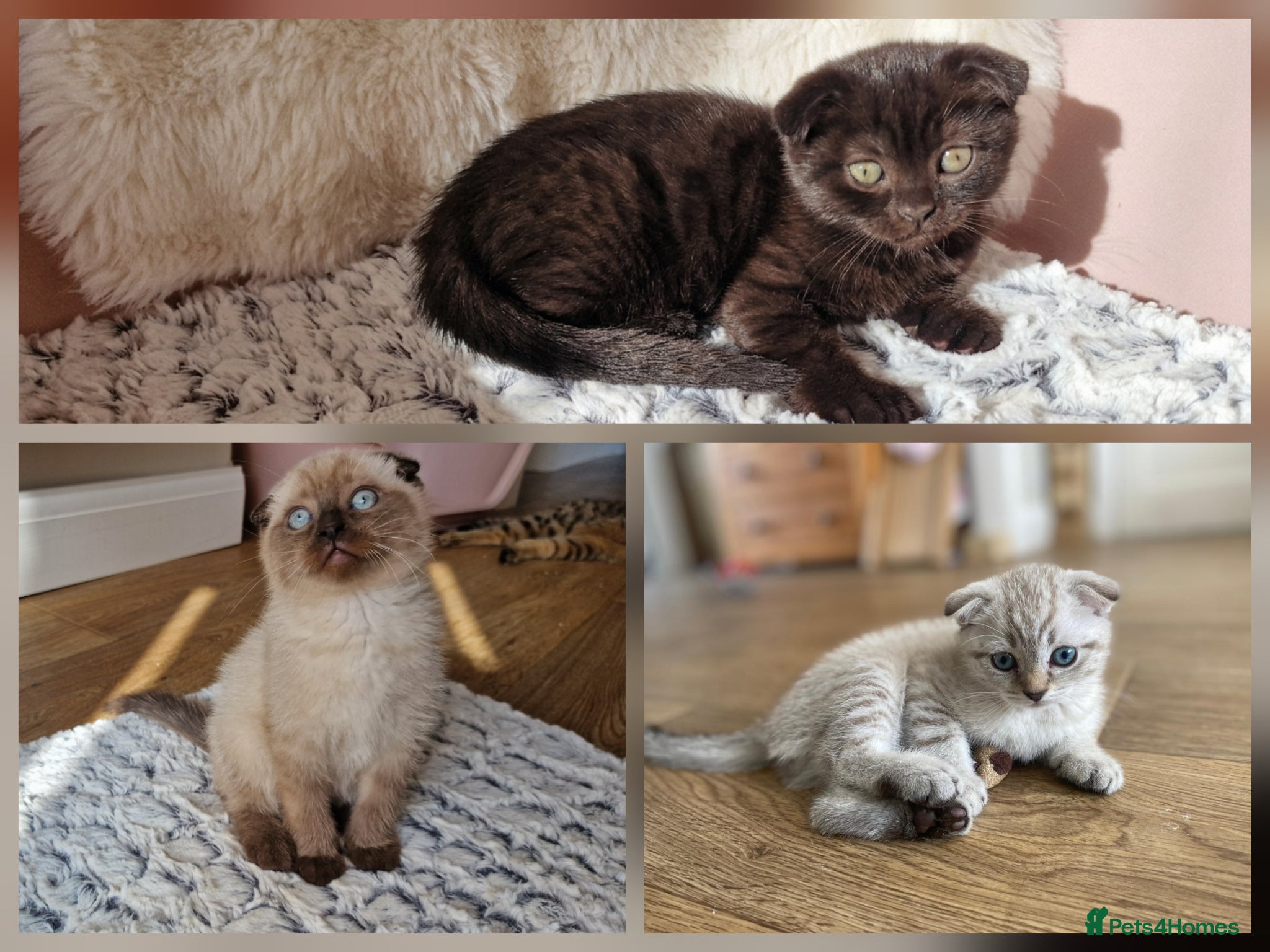 Scottish Fold cats 🐾 Cute Scottishs Fold! Ready🐱 3 left - Advert 1