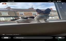 Jack Russell dogs for stud: Chocolate and white miniature Jack Russell stud  - Advert 3