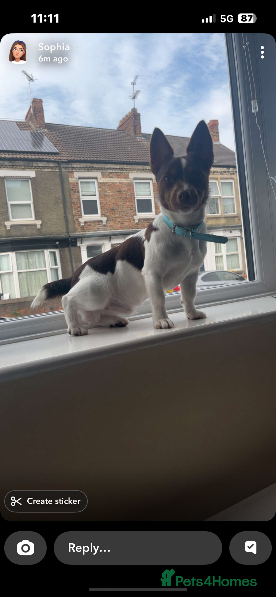 Jack Russell dogs for stud: Chocolate and white miniature Jack Russell stud  - Advert 3