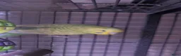 Budgerigars birds for sale: Male budgies in Basingstoke - Advert 4
