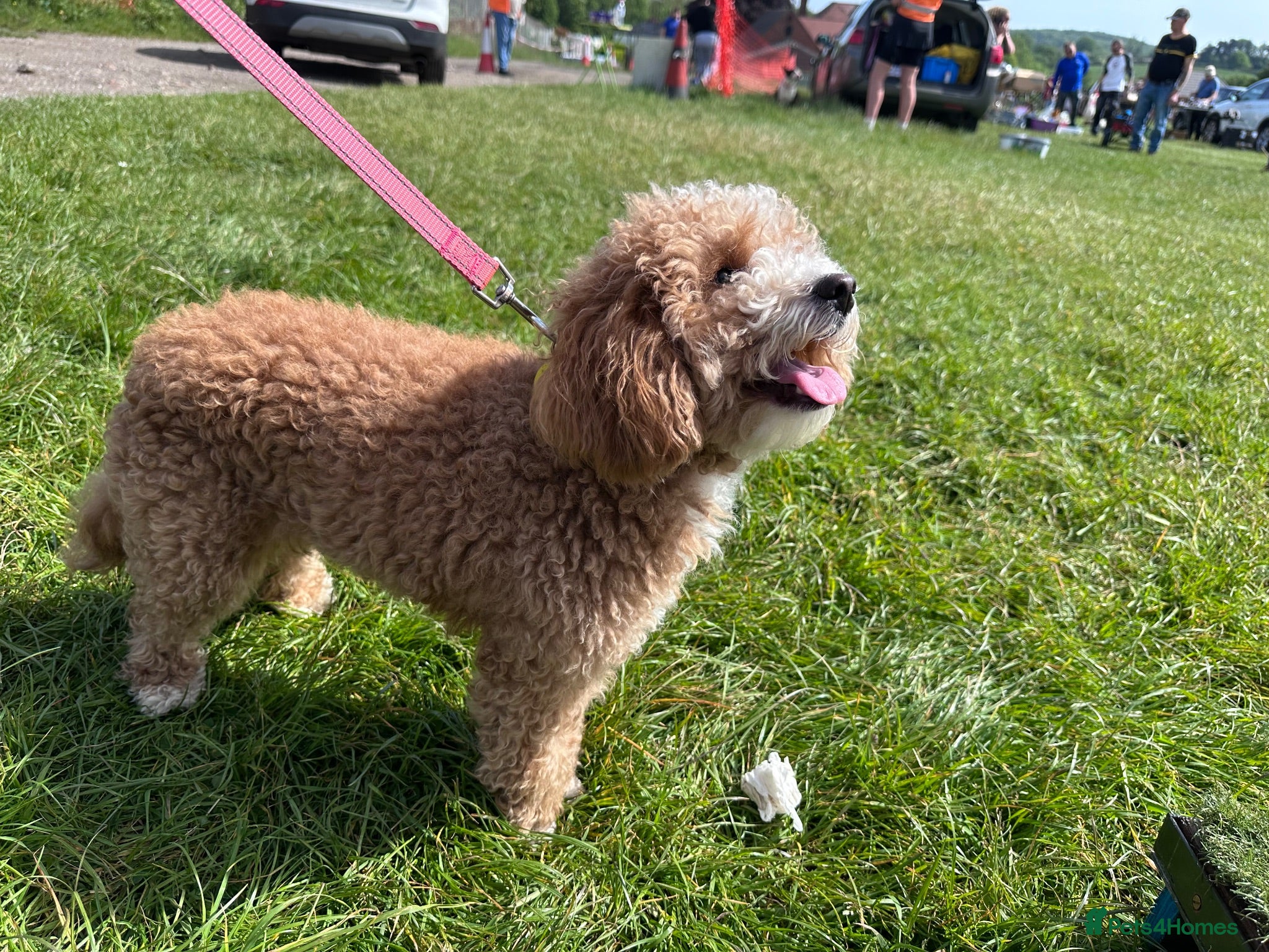 Cavapoo dogs **Health tested Cavapoo pups** - Advert 1