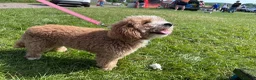 Cavapoo dogs for sale: **Health tested Cavapoo pups** - Advert 1