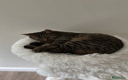Mixed Breed cats for sale: Cuddly lap cat  - Image 3