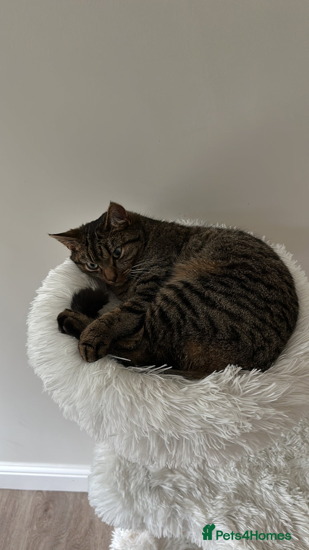 Mixed Breed cats for sale: Cuddly lap cat  - Image 3