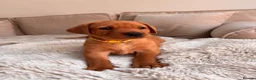 Labrador Retriever dogs for sale: Beautiful KC Registered Labrador Puppies - Advert 4