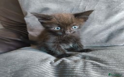 Mixed Breed cats for sale: I have 4 kittens  - Image 10