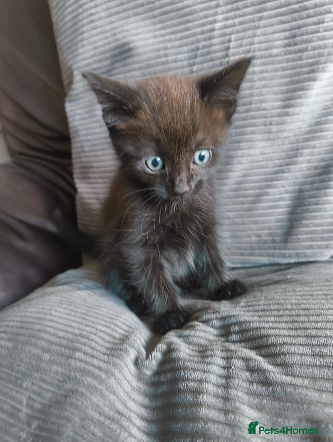 Mixed Breed cats for sale: I have 4 kittens  - Image 10