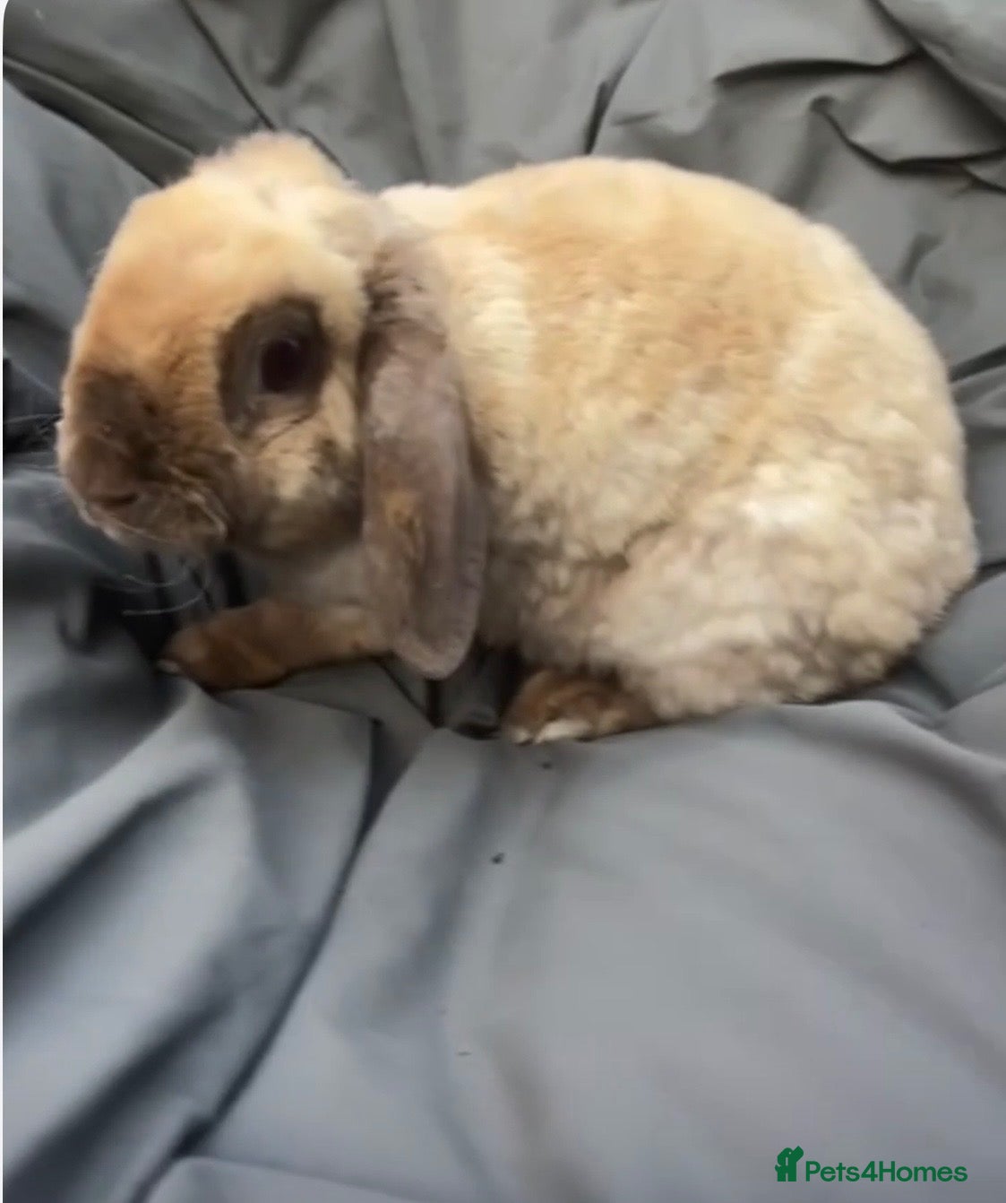 Mini Lop rabbits ✨vaccinated✨ mini plush lop - Advert 1
