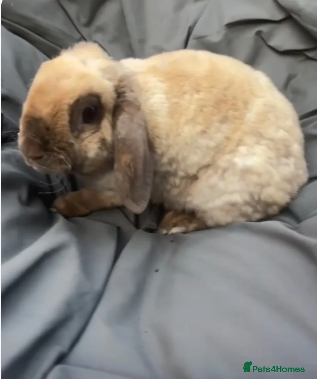 Mini Lop rabbits for sale: ✨vaccinated✨ mini plush lop - Advert 1