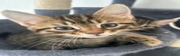 Mixed Breed cats for sale: Bengal/blue bengal kittens 👀🏡 - Advert 13