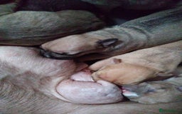 Mixed Breed dogs for sale: 4 beautiful pocket bully/mixed - Image 21