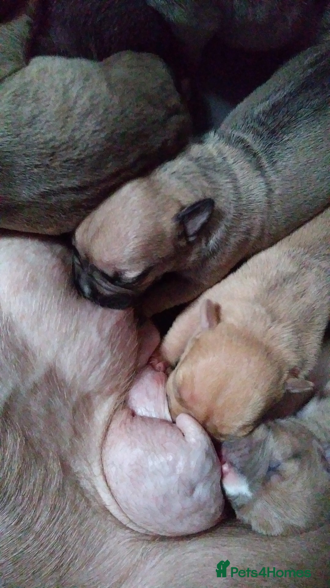 Mixed Breed dogs for sale: 4 beautiful pocket bully/mixed - Image 21