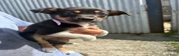 Mixed Breed dogs for sale: Lovely Border Collie x Australian Kelpie Pups   in Llanrwst - Advert 5
