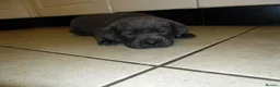 Labrador Retriever dogs for sale: 7 BEAUTIFUL FRIENDLY PUPPIES FOR SALE  - Advert 11