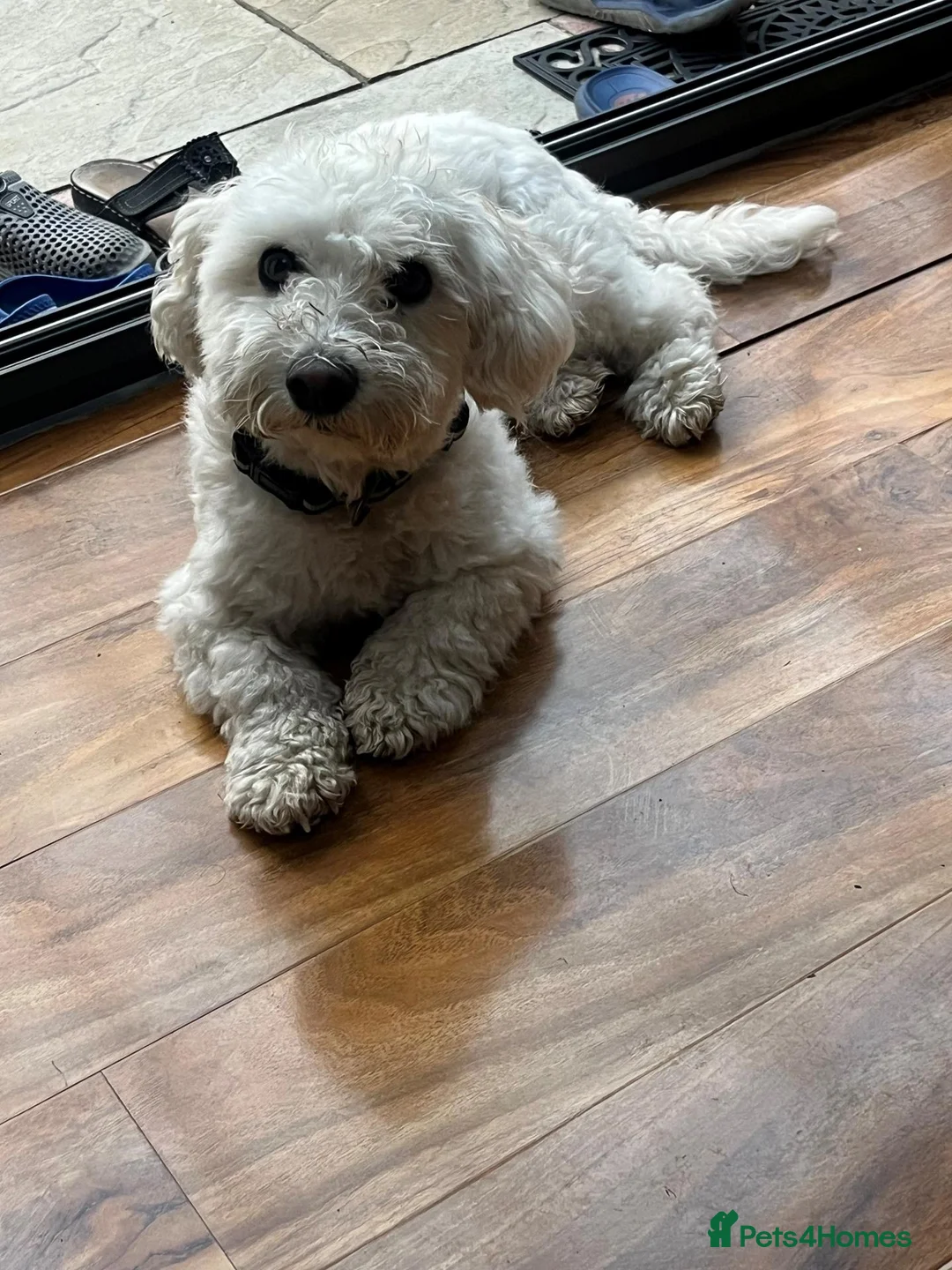 Bichon Frise dogs for sale: Rehome in London - Advert 6
