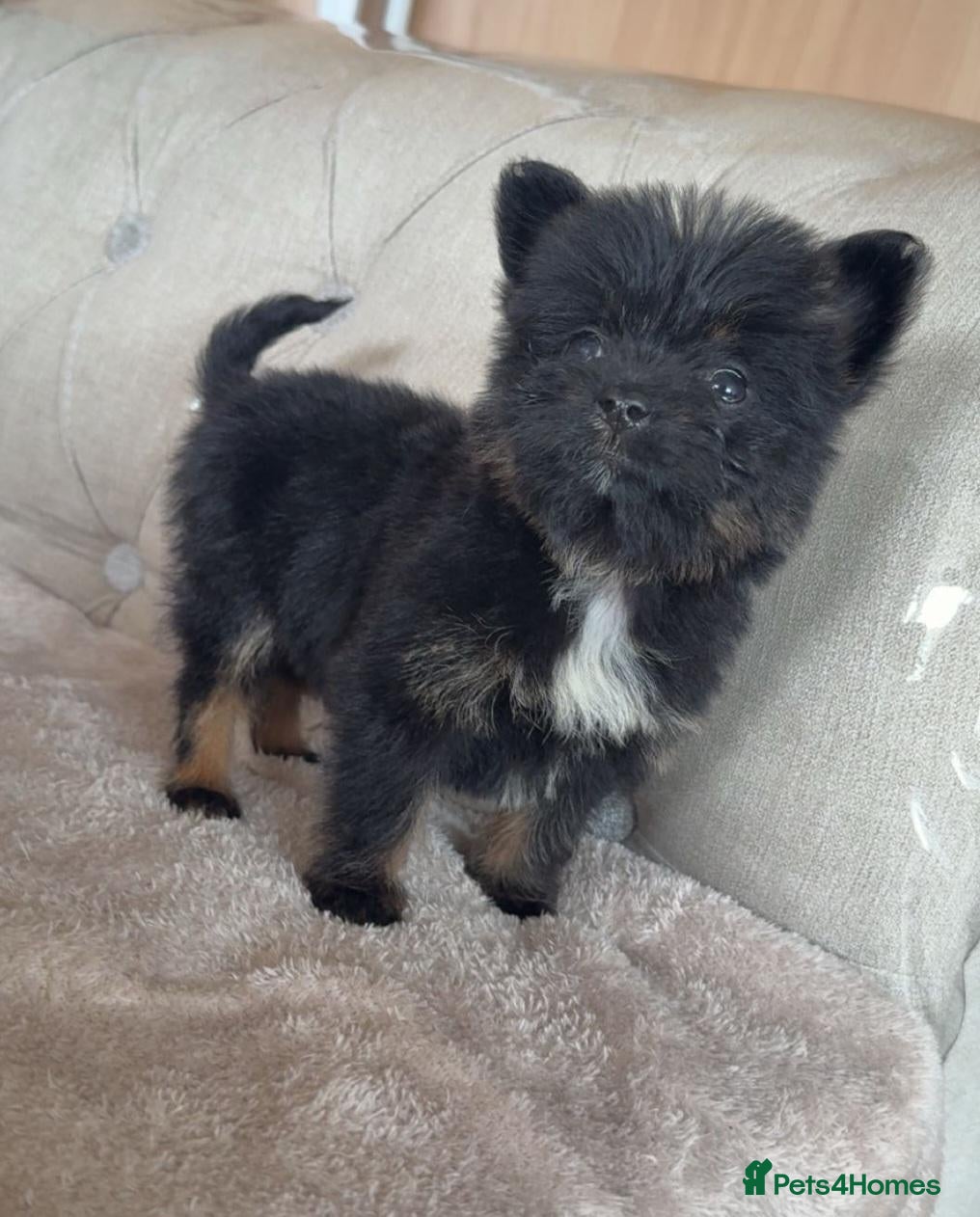 Mixed Breed dogs Yorkie pom puppies  - Advert 2