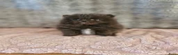 Pomeranian dogs for sale: Super Unique & Rare Pomeranian Girls 🩷🐾✨ - Advert 6