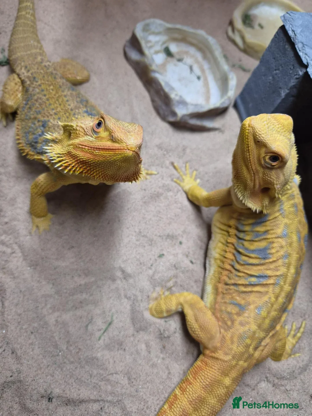 Bearded Dragon reptiles for sale: 2 female beaded dragons - Advert 2