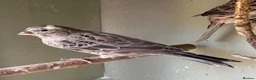 Canaries birds for sale: Male Lizard Canaries in Deal - Advert 7