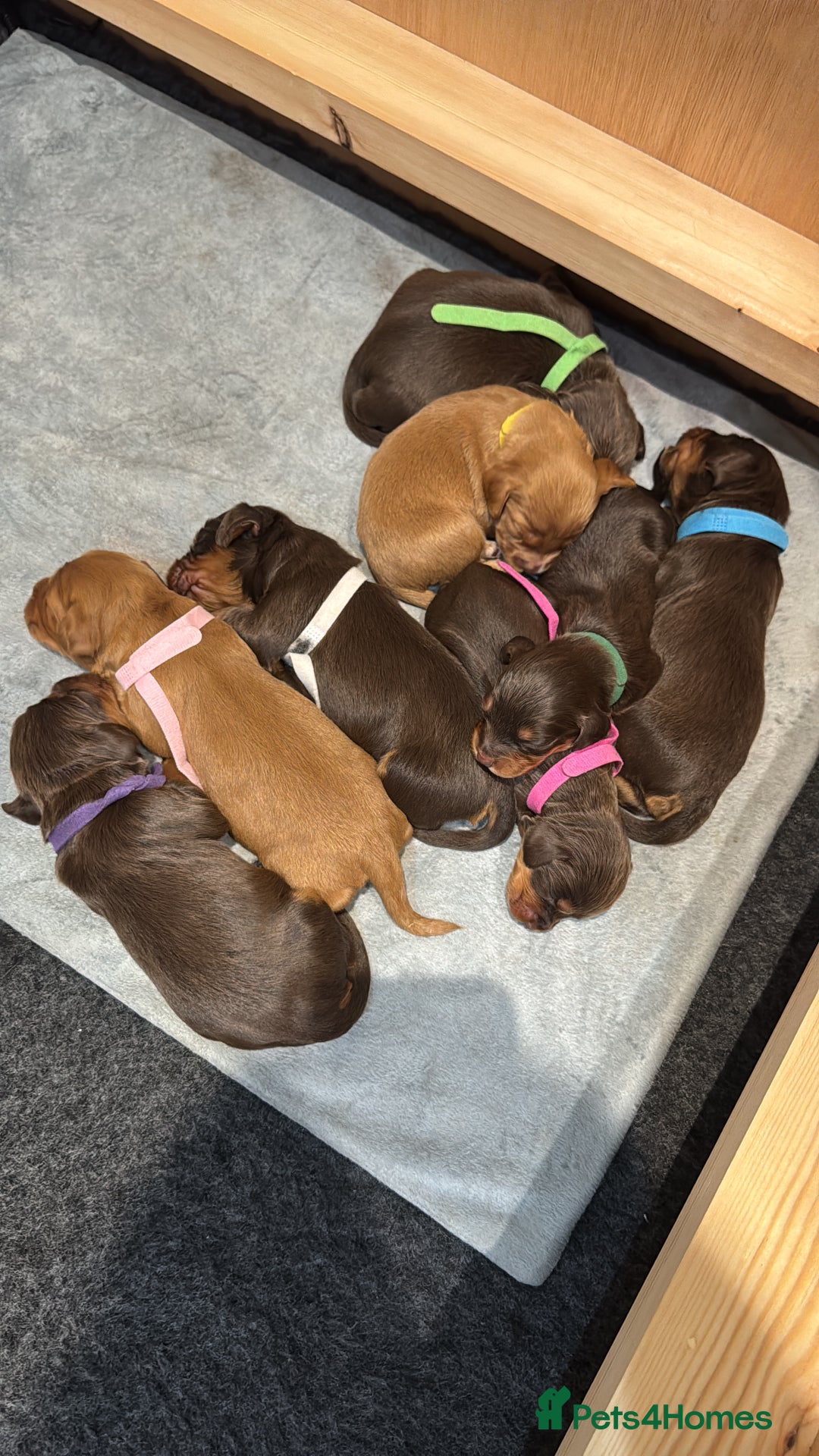 Cocker Spaniel dogs for sale: Working cocker Female Puppy  - Advert 8