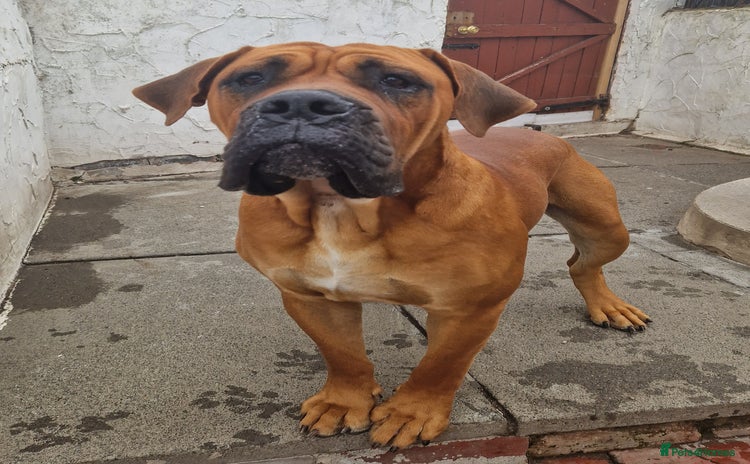 Mixed Breed dogs - Advert 1