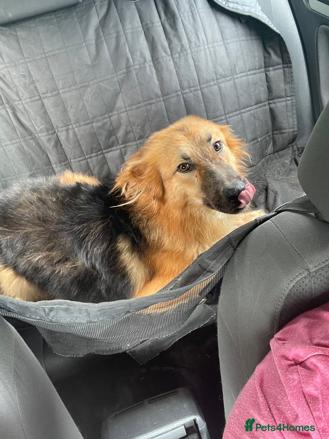 Mixed Breed dogs for sale: Stunning male Border collie cross - Image 1